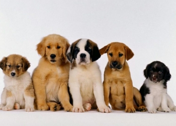 As 10 raças de cachorro mais fortes do mundo