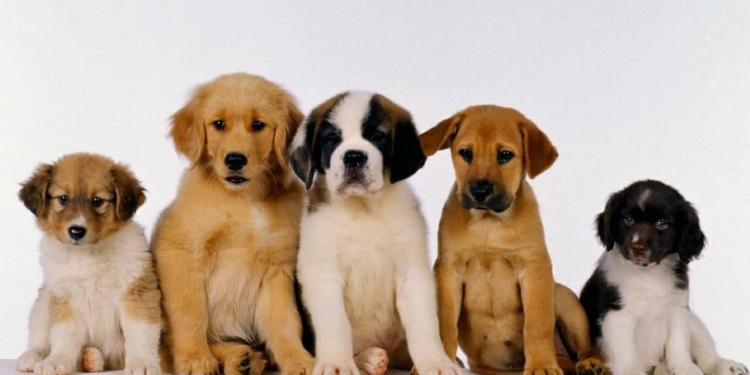 As 10 raças de cachorro mais fortes do mundo