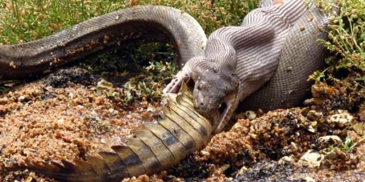 Vídeo flagra cobra devorando crocodilo