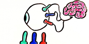 Qual a ciência por trás de ilusões de ótica?