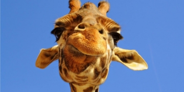 Quais são as gestações mais longas do reino animal?