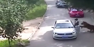 Mulher é morta por tigres em Zoológico chinês