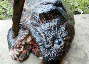 Pescador encontra piranha bizarra durante pesca