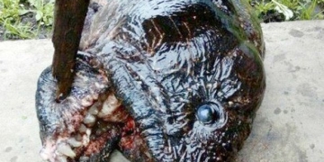 Pescador encontra piranha bizarra durante pesca