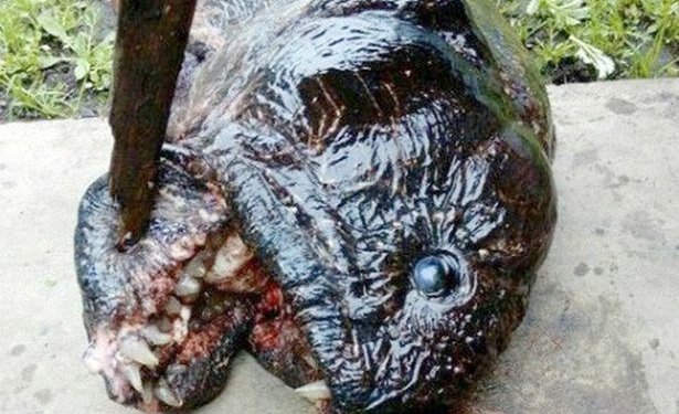 Pescador encontra piranha bizarra durante pesca