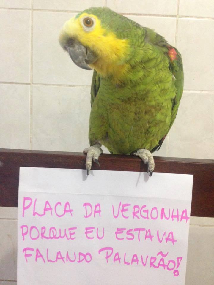 plaquinha-da-vergonha5