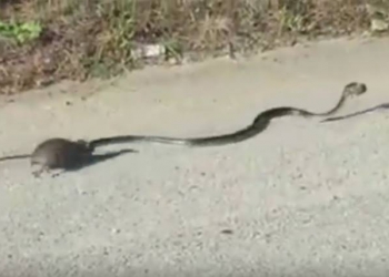 Vídeo: para proteger filhote, mamãe rata ataca cobra