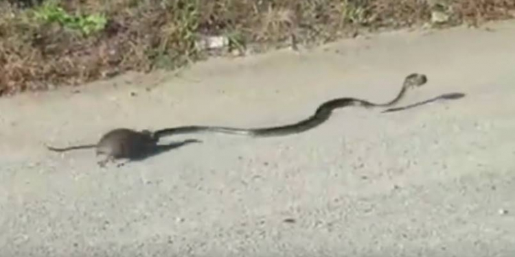 Vídeo: para proteger filhote, mamãe rata ataca cobra