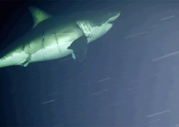 Vídeo: você já viu um tubarão dormindo?