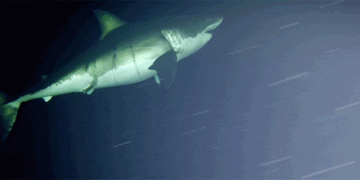 Vídeo: você já viu um tubarão dormindo?