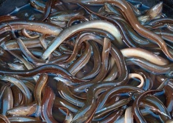 5 coisas bizarras achadas vivendo dentro do corpo humano