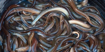 5 coisas bizarras achadas vivendo dentro do corpo humano