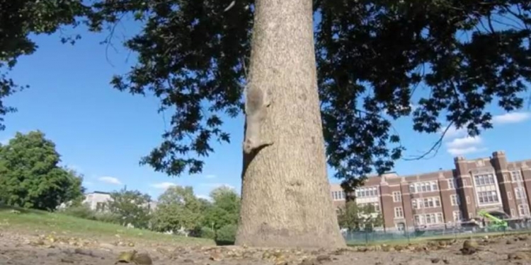 Esquilo rouba GoPro e da rolê nas árvores