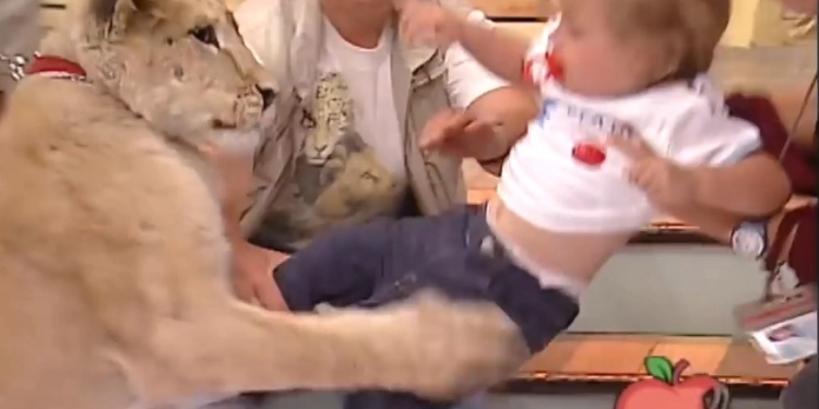 Criança é atacada por leão na TV ao vivo