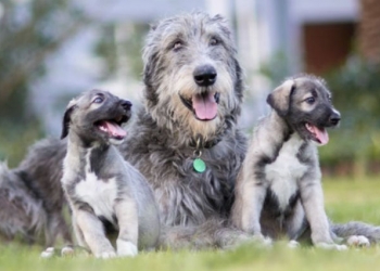 Primeiros cães gêmeos idênticos do mundo são sul-africanos
