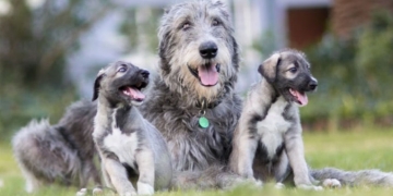 Primeiros cães gêmeos idênticos do mundo são sul-africanos