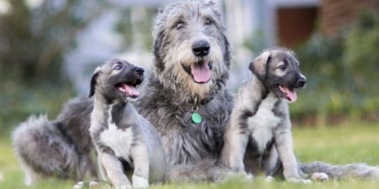Primeiros cães gêmeos idênticos do mundo são sul-africanos
