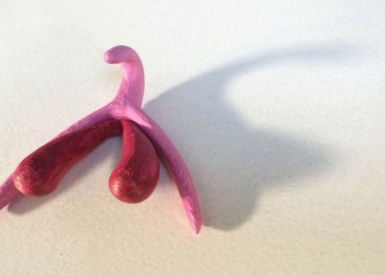 Na França, aulas de educação sexual usarão clitóris 3D