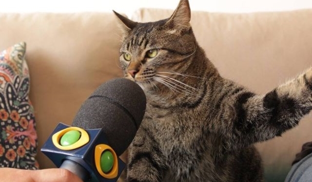 Ele cansou de ser gato e resolveu expor tudo na internet