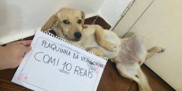 Outras 10 plaquinhas da vergonha merecidas (ou não)