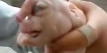 Esse porquinho chamou a atenção com pênis na testa