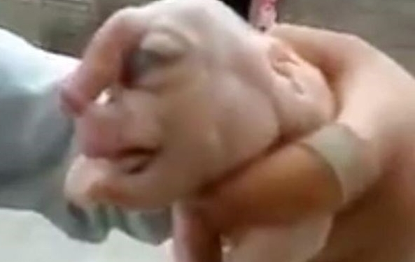 Esse porquinho chamou a atenção com pênis na testa