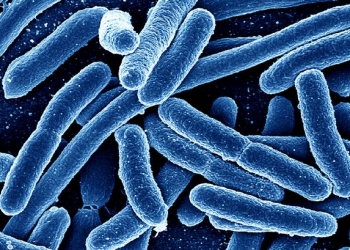 Bactéria de 4 milhões de anos é resistente a antibióticos