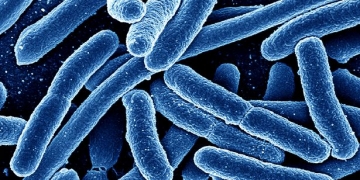 Bactéria de 4 milhões de anos é resistente a antibióticos