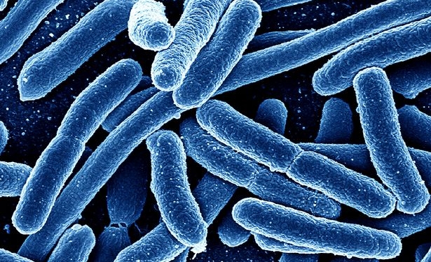 Bactéria de 4 milhões de anos é resistente a antibióticos