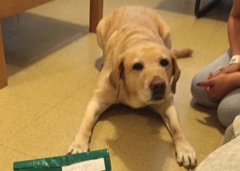 Cão-guia salva dona de incêndio ao ligar pros bombeiros