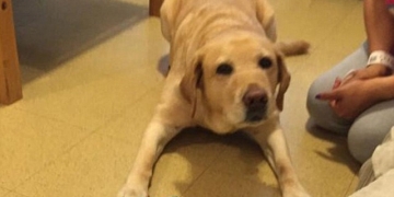 Cão-guia salva dona de incêndio ao ligar pros bombeiros