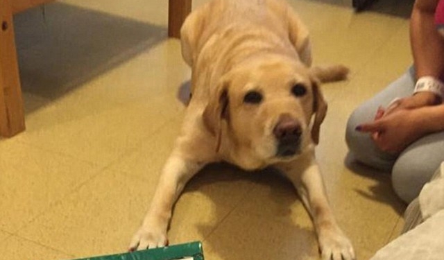 Cão-guia salva dona de incêndio ao ligar pros bombeiros