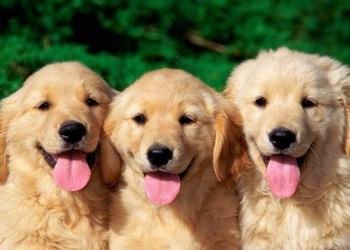 Casal argentino decide clonar cão de estimação