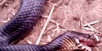 Vídeo: cobra se finge de morta e impressiona