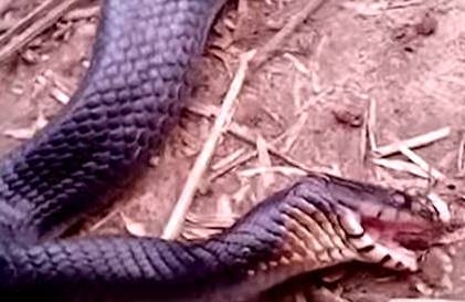 Vídeo: cobra se finge de morta e impressiona