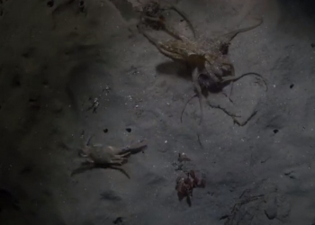 Mergulhadores americanos flagram momento impressionante