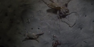 Mergulhadores americanos flagram momento impressionante