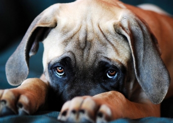 O olhar de “culpa” do seu cão é medo