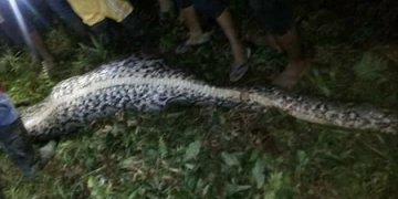 Jovem desaparecido é encontrado no estômago de cobra gigante