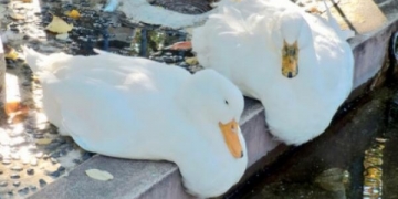 9 animais “derretidos” que vão te conquistar