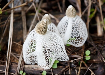 Conheça o cogumelo capaz de levar uma mulher ao orgasmo