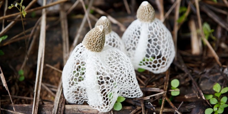 Conheça o cogumelo capaz de levar uma mulher ao orgasmo