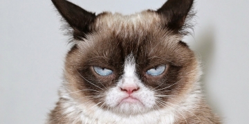 Estudos indicam que gatos talvez não sejam tão interesseiros