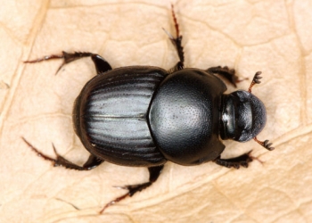 Então.. Insetos fazem o número dois?