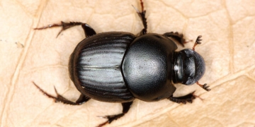 Então.. Insetos fazem o número dois?