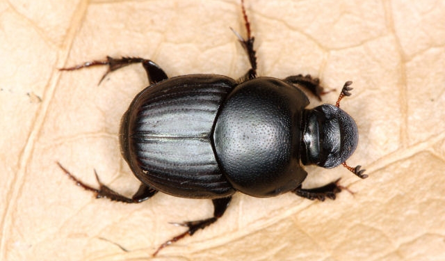 Então.. Insetos fazem o número dois?