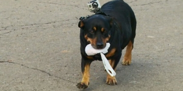Laila, a cachorra que faz compras sozinha pra dona