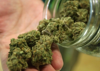 Composto da maconha pode ser eficaz no tratamento de ansiedade