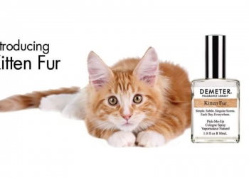 Agora você pode comprar perfume de cheiro de gato