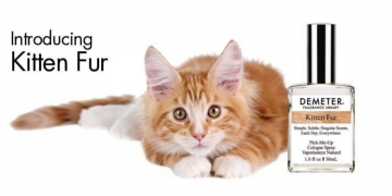Agora você pode comprar perfume de cheiro de gato